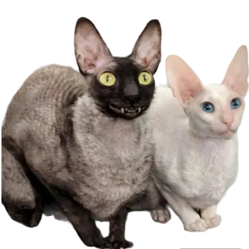 Эмодзи Cats | Котики