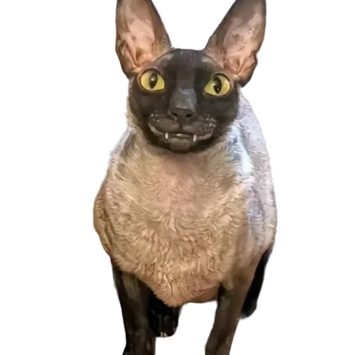 Эмодзи Cats | Котики