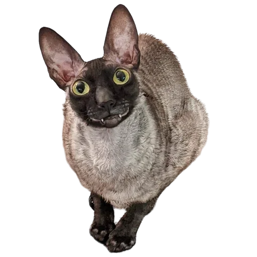 Эмодзи Cats | Котики