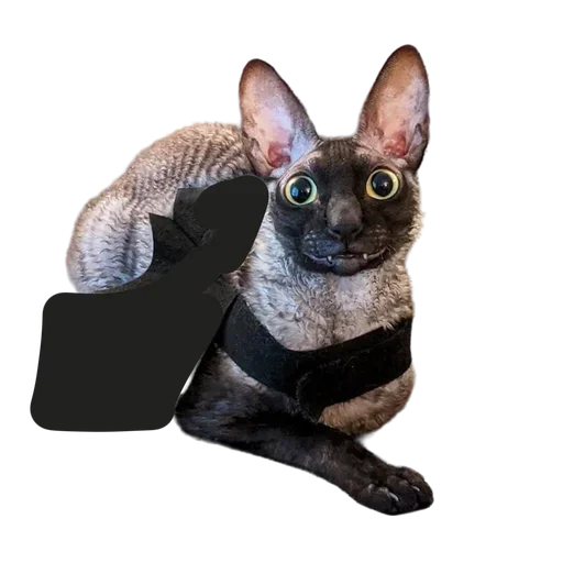 Эмодзи Cats | Котики