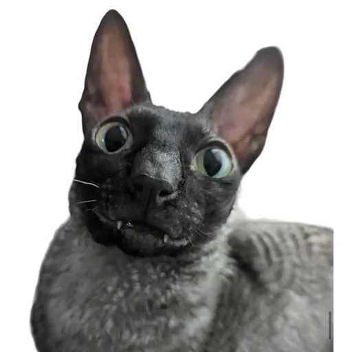 Эмодзи Cats | Котики