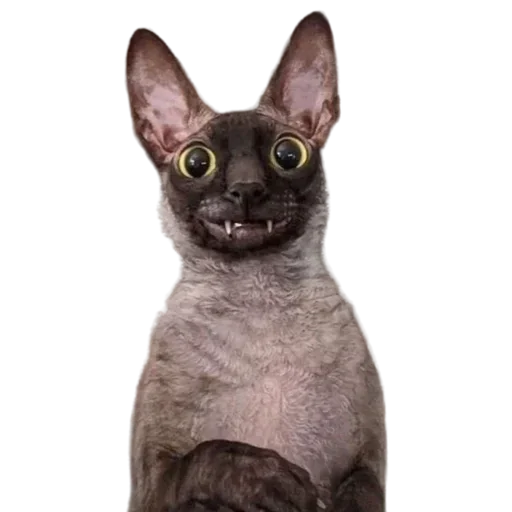 Эмодзи Cats | Котики