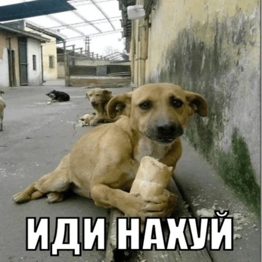 Эмодзи бля буду крабсбургером