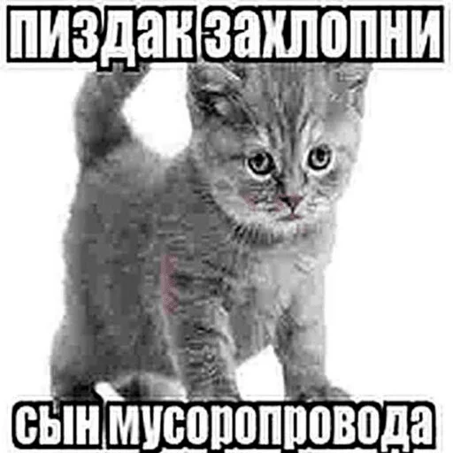 Эмодзи бля буду крабсбургером