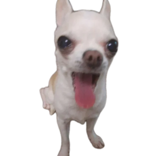 Эмодзи Тоша и Чихуахуа