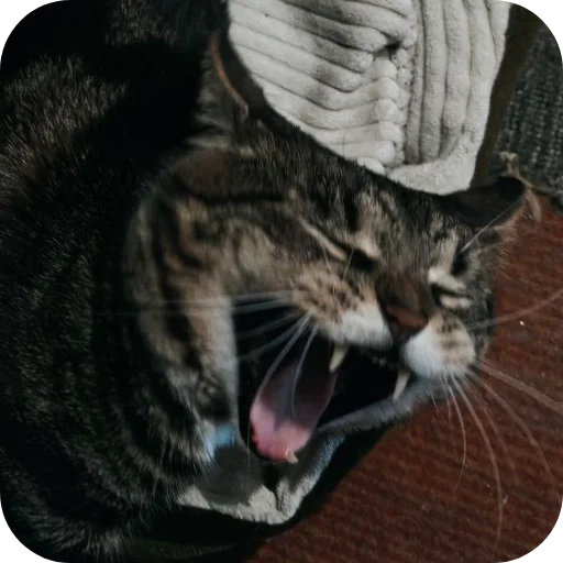 Эмодзи Тоша и Чихуахуа