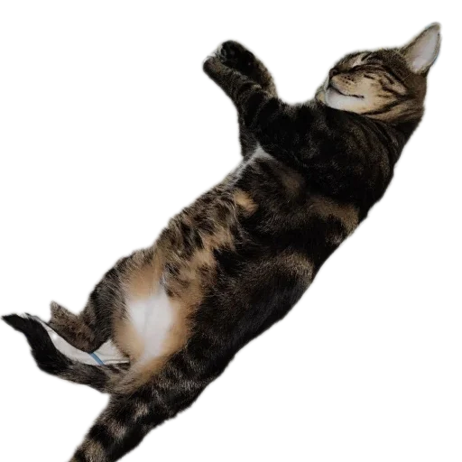 Эмодзи Тоша и Чихуахуа