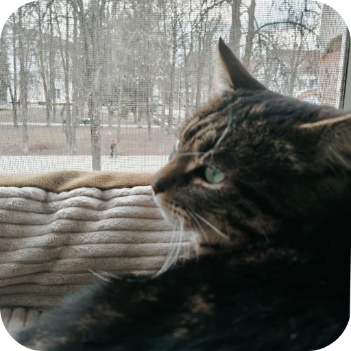 Эмодзи Тоша и Чихуахуа