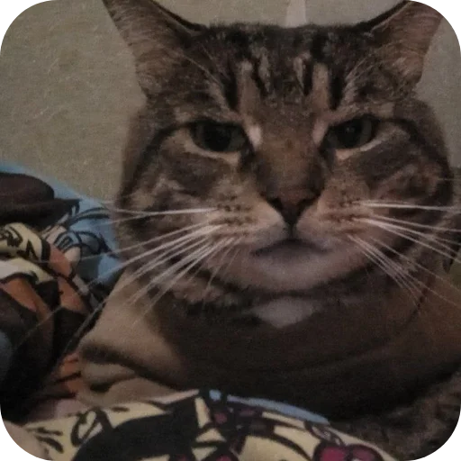 Эмодзи Тоша и Чихуахуа