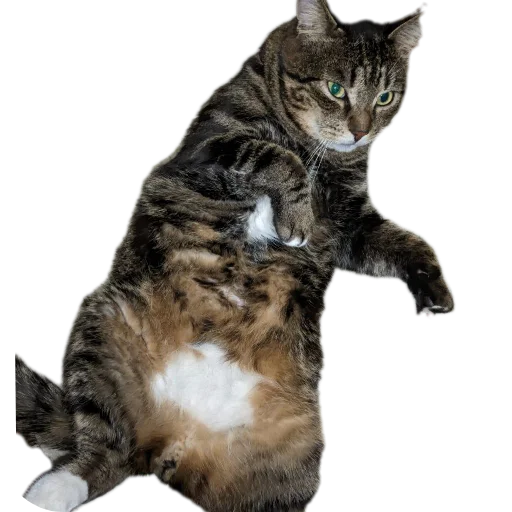 Эмодзи Тоша и Чихуахуа