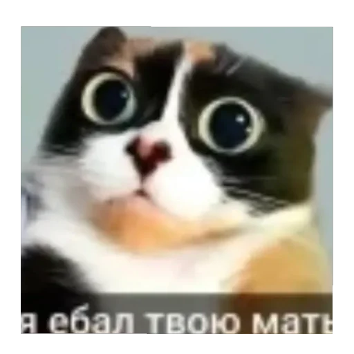 Эмодзи Ибо четко ➡️