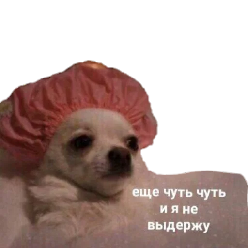 Эмодзи для ПиДрУжЕк