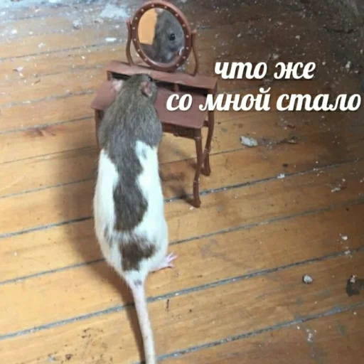 Эмодзи для ПиДрУжЕк