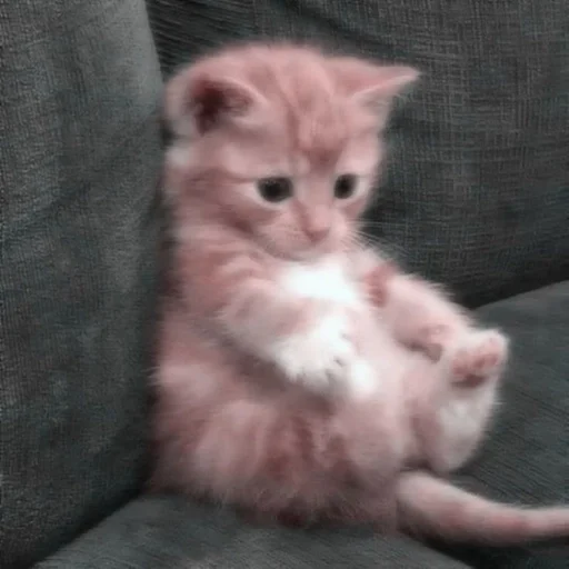 Эмодзи rose blackpink