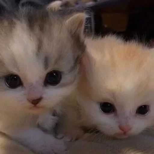 Эмодзи pqpqppqpqpqpqpqp