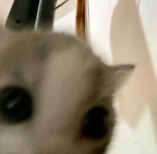 Эмодзи pqpqppqpqpqpqpqp