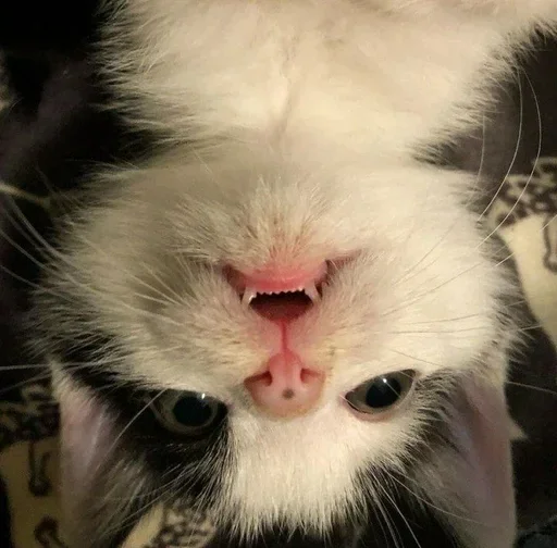 Эмодзи pqpqppqpqpqpqpqp