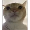 Эмодзи кот