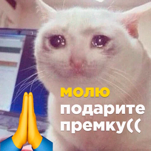 Эмодзи Cats memes