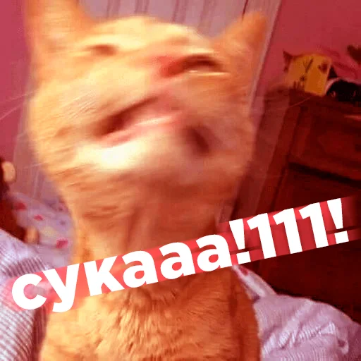 Эмодзи Cats memes