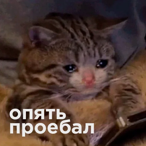 Эмодзи Cats memes