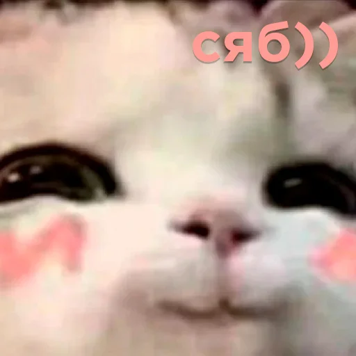Эмодзи Cats memes