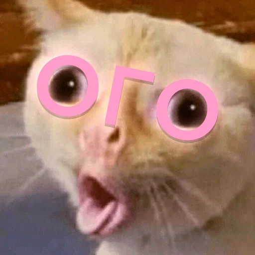 Эмодзи Cats memes