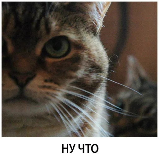 Эмодзи Shelter