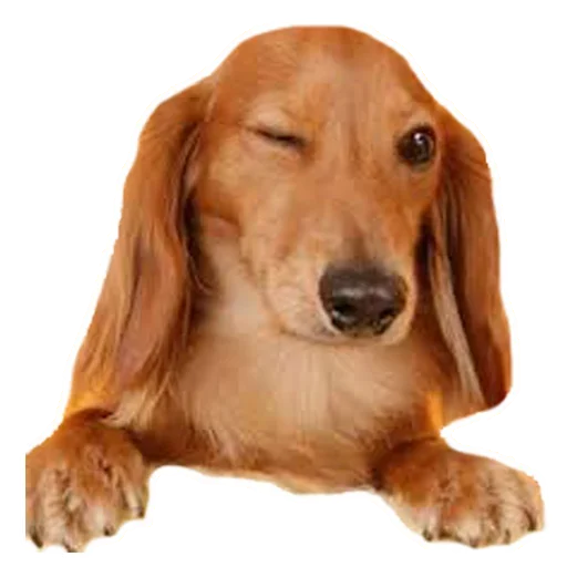 Эмодзи Dogs