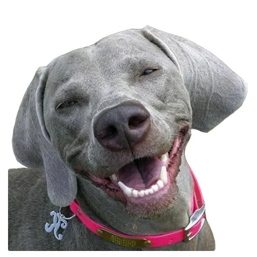 Эмодзи Dogs