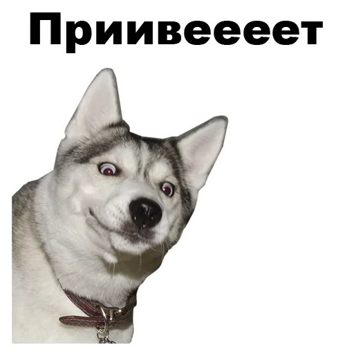 Эмодзи Dogs