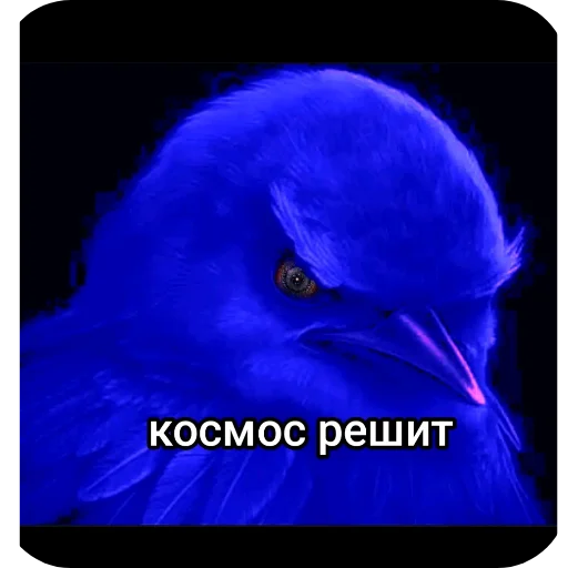 Эмодзи Birds Memes
