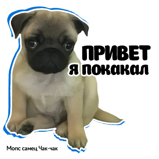 Эмодзи Pug Chak-chak (мопс самец Чак-чак)