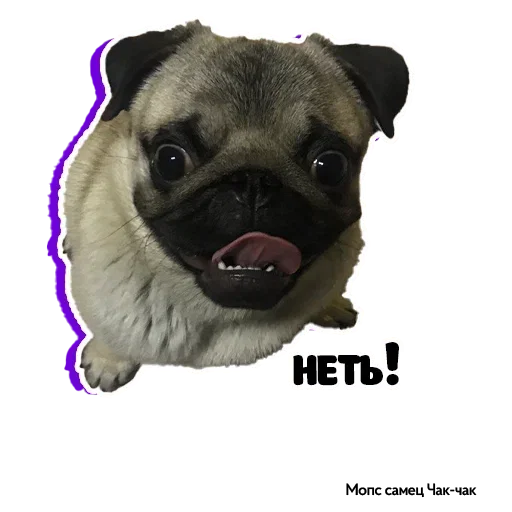 Эмодзи Pug Chak-chak (мопс самец Чак-чак)