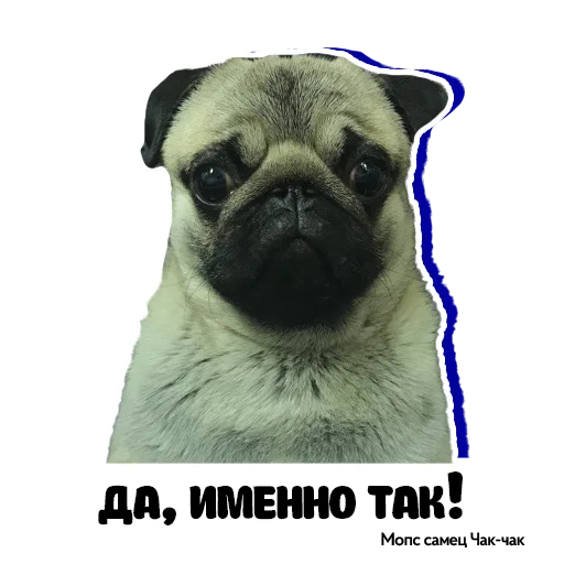 Эмодзи Pug Chak-chak (мопс самец Чак-чак)