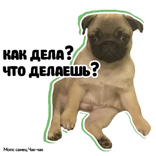 Эмодзи Pug Chak-chak (мопс самец Чак-чак)