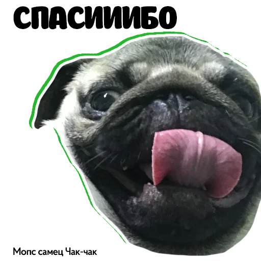 Эмодзи Pug Chak-chak (мопс самец Чак-чак)