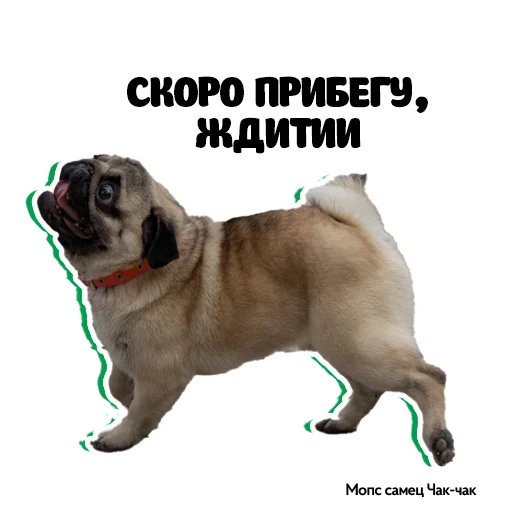 Эмодзи Pug Chak-chak (мопс самец Чак-чак)
