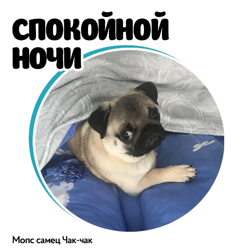 Эмодзи Pug Chak-chak (мопс самец Чак-чак)