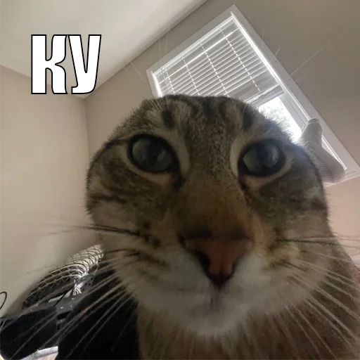 Эмодзи Cats memes
