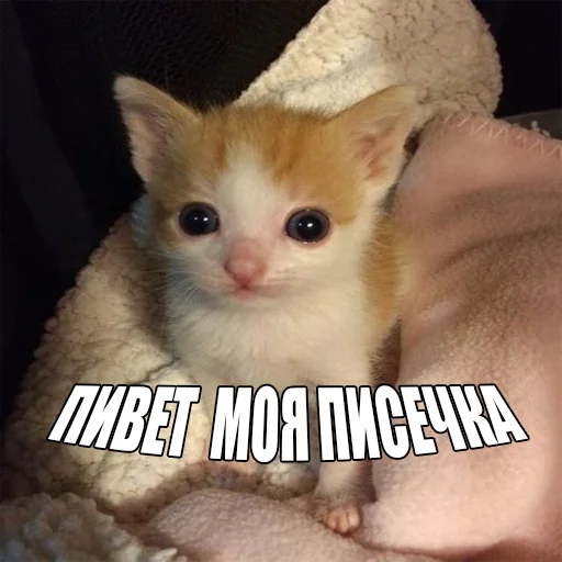 Эмодзи Cats memes
