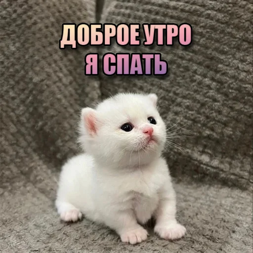 Эмодзи Cats memes