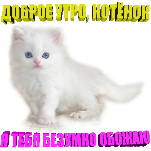 Эмодзи Cats memes