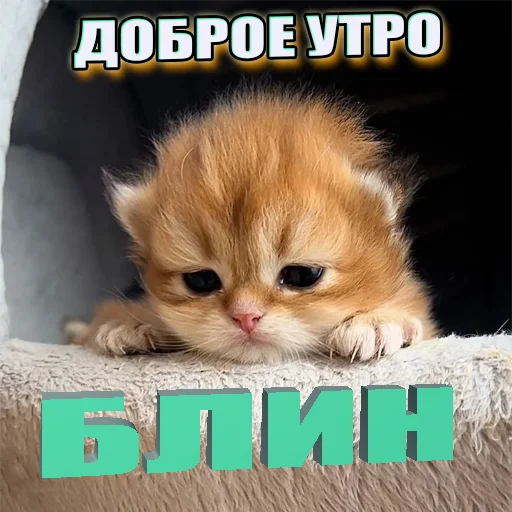 Эмодзи Cats memes