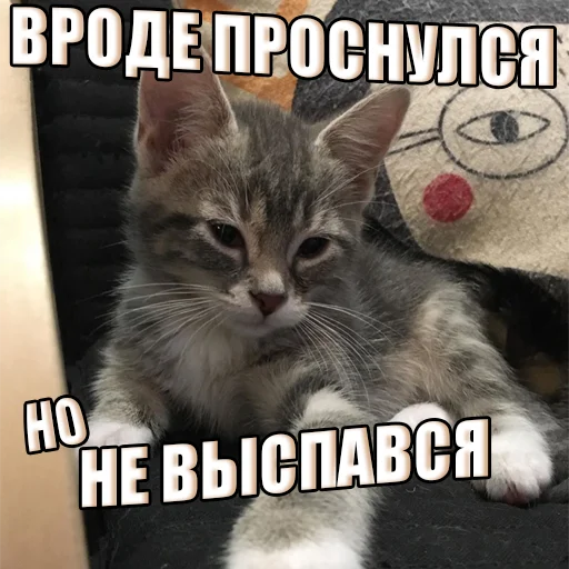 Эмодзи Cats memes
