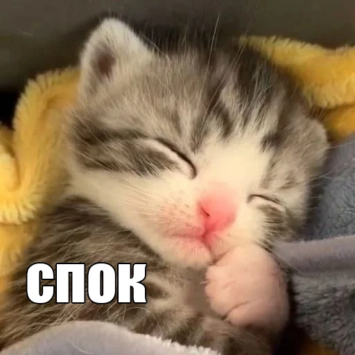 Эмодзи Cats memes