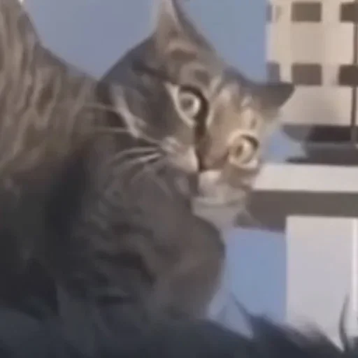 Эмодзи pusi