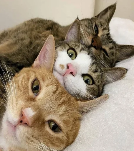 Эмодзи пуссис