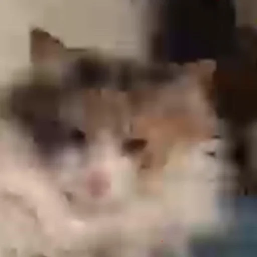 Эмодзи пуссис