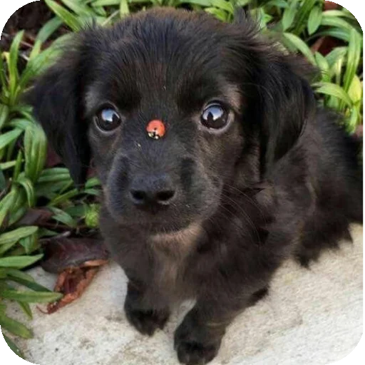 Эмодзи Cuties